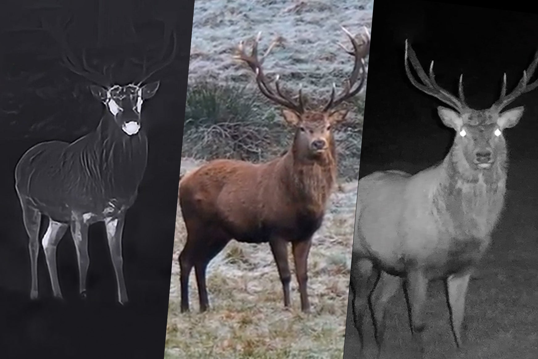 Foto proveedor El Calden - HM-088