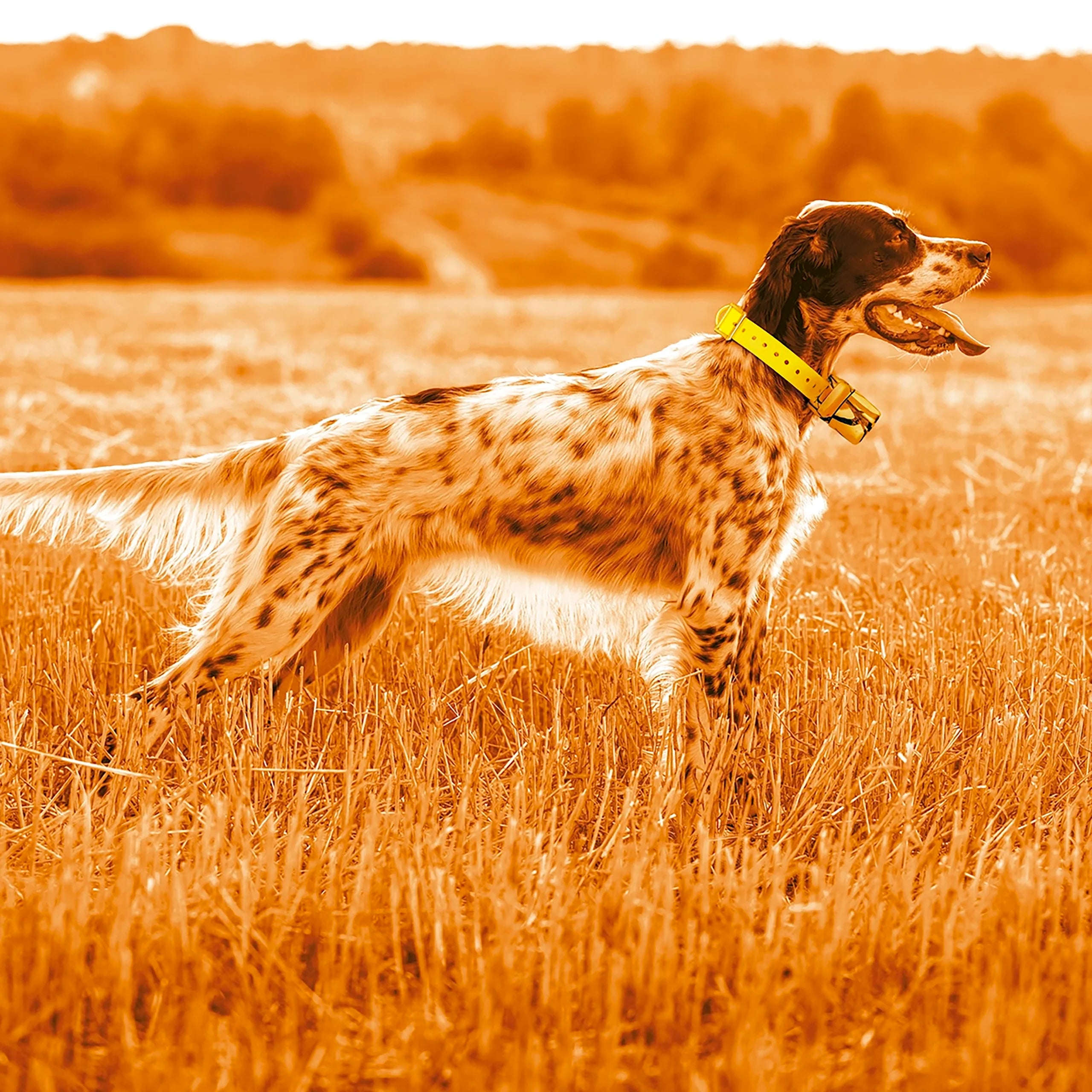 Foto proveedor El Calden - C1583